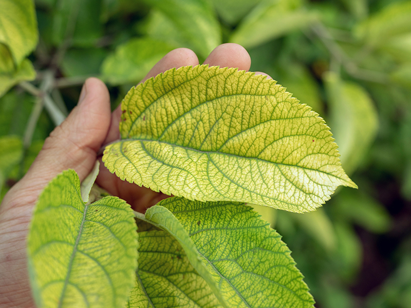Mẹo ghi nhớ giúp chúng ta xác định nhanh chóng cây trồng thiếu dinh dưỡng gì để bổ sung kịp thời